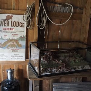 Nortica - Eurasian beaver den model and signage, 2024-06-23