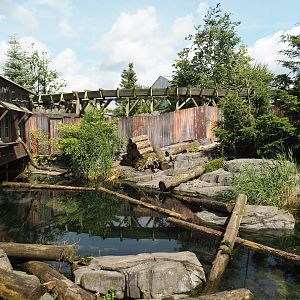 Nortica - Raccoon exhibit, 2024-06-23