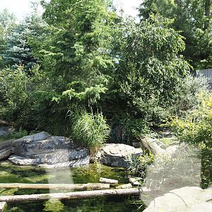 Nortica - Raccoon exhibit, 2024-06-23