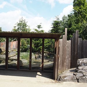 Nortica - Raccoon exhibit viewing windows, 2024-06-23