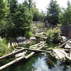 Nortica - Raccoon exhibit, 2024-06-23