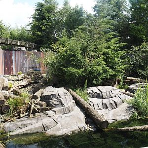 Nortica - Raccoon exhibit, 2024-06-23