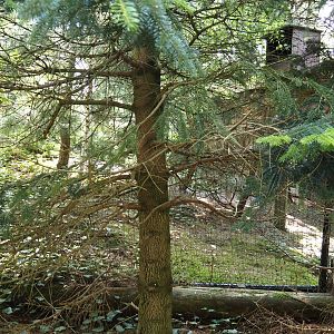 Nortica - Snowy owl aviary, 2024-06-23