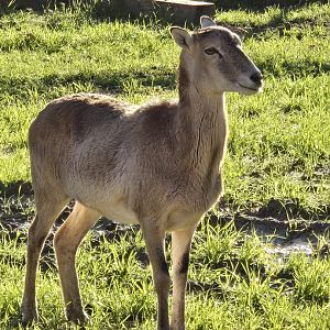 I wonder why Female mouflon look like deer?