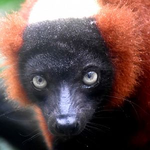 Red Ruffed Lemur (Varecia rubra)
