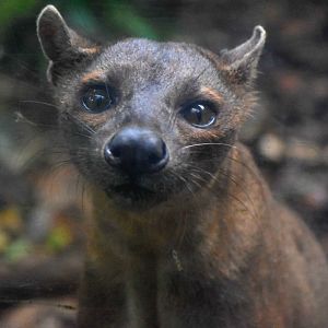 Fossa (Cryptoprocta ferox)
