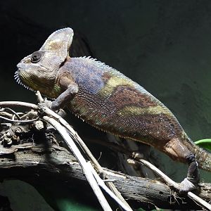 Veiled chameleon