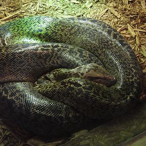 Burmese python