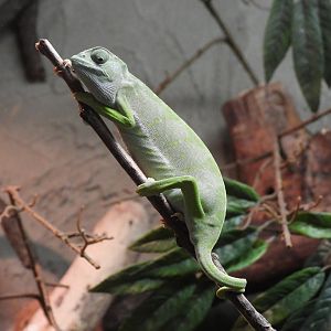 Senegal chameleon