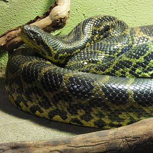 Yellow anaconda?