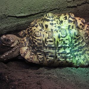 Leopard tortoise