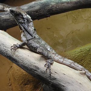 Frilled lizard
