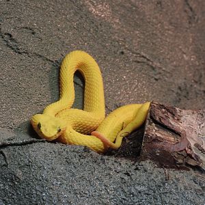 Eyelash viper