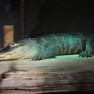 American alligator