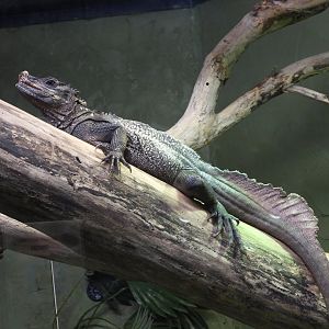 Sailfin lizard
