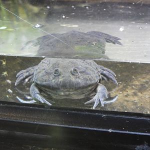 Budgett's frog