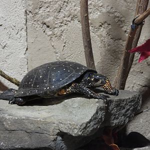 Spotted turtle