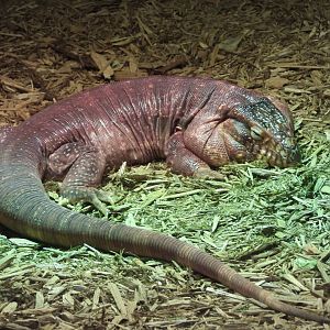 Red tegu