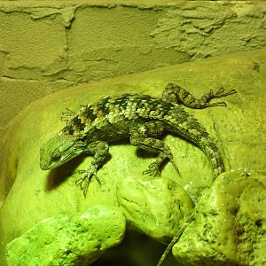 Texas spiny lizard