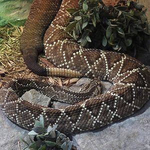 Neotropical rattlesnake
