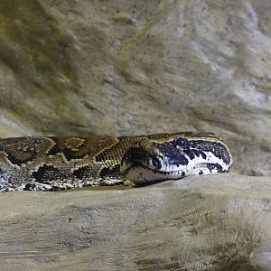 Rock python