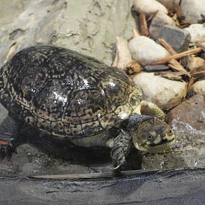 Blanding's turtle
