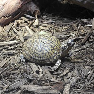 Eastern box turtle