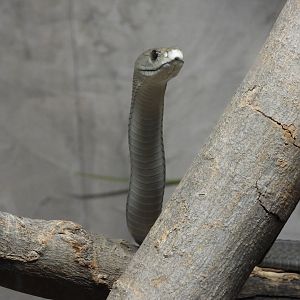 Black mamba