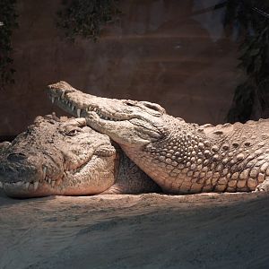 Nile crocodiles