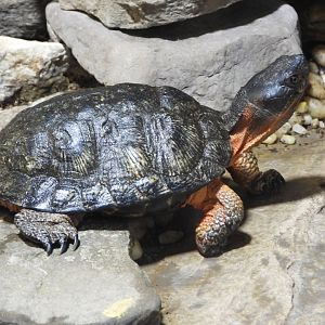 Wood turtle