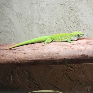 Giant day gecko