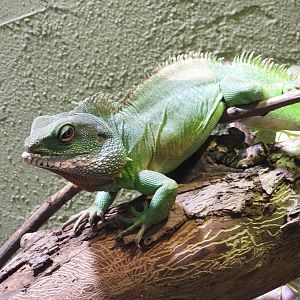 Asian water dragon