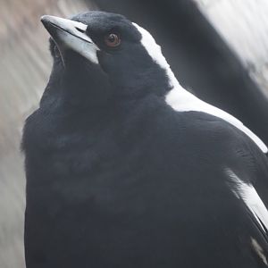 Australian Magpie