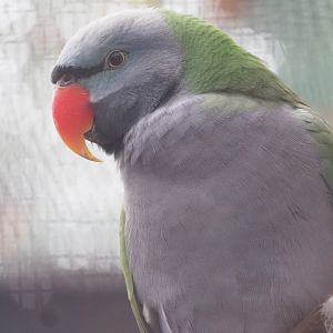 Lord Derby's Parakeet