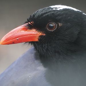 Red-Billed Blue Magpie