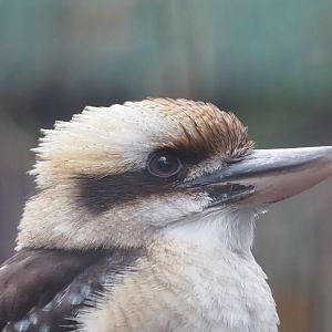 Laughing Kookaburra