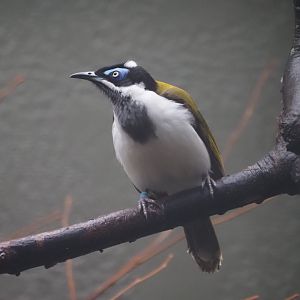 Blue-Faced Honeyeater