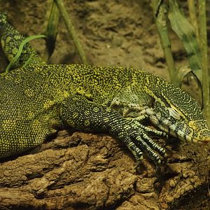 Nile Monitor