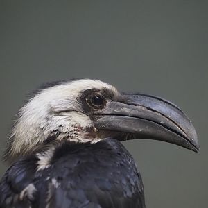 Von Der Decken's Hornbill Female 1
