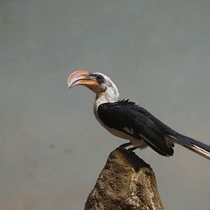 Von Der Decen's Hornbill Male