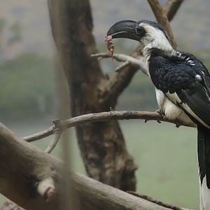 Von Der Decken's Hornbill Female 2