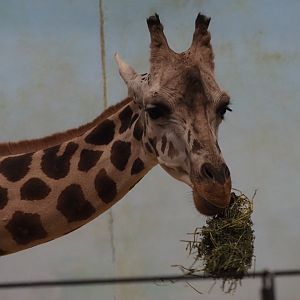 Generic Giraffe (Likely Reticulated/Rothschild's Mix) 1