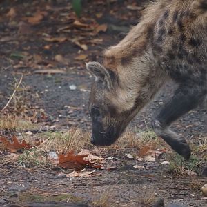 Spotted Hyena