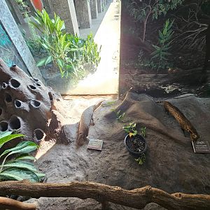 Pinnawala Zoo - Museum