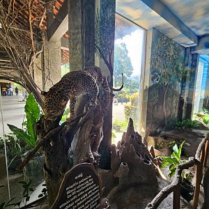 Pinnawala Zoo - Museum