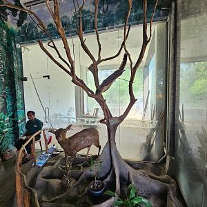 Pinnawala Zoo - Museum