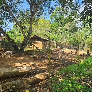 Pinnawala Zoo - Sri Lankan Sambar Herd