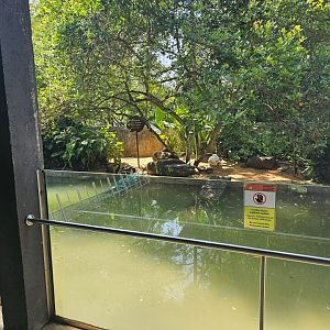 Pinnawala Zoo - Swan Enclosure