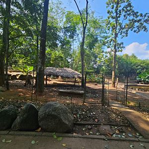 Pinnawala Zoo - Sri Lankan Axis Deer paddock