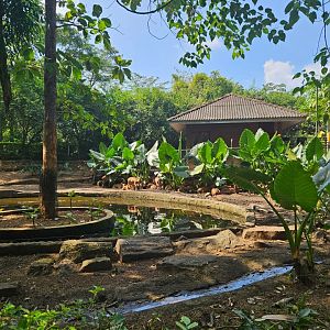Pinnawala Zoo - Sri Lankan Axis Deer paddock